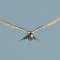 Tern in Flight, Florida
