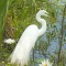 American Egret 
