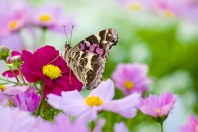 American Painted Lady Butterfly on a Pink Flower
