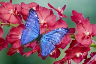 Morpho Butterfly on Orchids