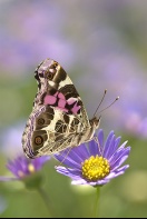 American Painted Lady Butterfly on a Lavendar Flower