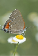 Hairstreak Butterfly, Florida