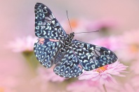 Hamadryas amphinome Butterfly, Ecuador, S. Am.
