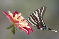 Tiger Swallowtail Butterfly on a Dahlia