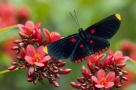Tropical Butterfly, Belize