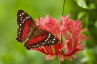Coolie Butterfly, Anartia amathea, Ecuador