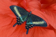 Papilio maacki Butterfly, Japan