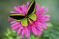 Birdwing Butterfly on a Pink Flower
