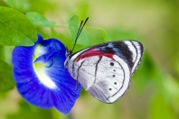 Perisama euriclea Butterfly, Ecuador