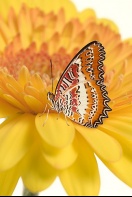 Maylasian Lacewing Butterfly