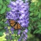 Monarch Butterfly on Westeria
