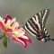 Tiger Swallowtail Butterfly on a Dahlia