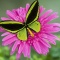 Birdwing Butterfly on a Pink Flower