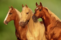Palamino Horses