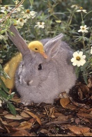 Baby Bunny and Duckling, "Friends Forever"