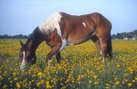 Paint Horse in a Field of Wildflowers