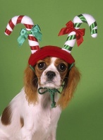 Puppy Wearing a Candy Cane Hat