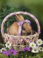 Bunny in a Spring Basket
