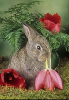 Bunny Eating a Tulip