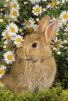 Bunny in Dasies