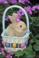 Bunny in an Easter Basket