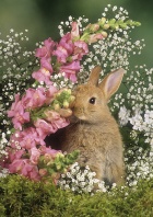 Bunny in Spring Flowers