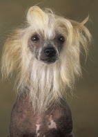 Hairless Chinese Crested Dog Portrait