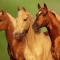 Palamino Horses