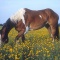 Paint Horse in a Field of Wildflowers