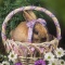 Bunny in a Spring Basket