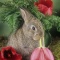 Bunny Eating a Tulip