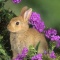 Bunny in Flowers