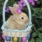 Bunny in an Easter Basket