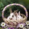 Two Bunnies in a Spring Basket