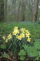 Daffodils in the Woods, Indiana