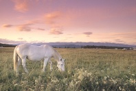 Horse in a Field of Wildflowers at Sunrise, Montana