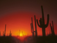 Saguaro Cactus at Sunset, Tucson, Arizona