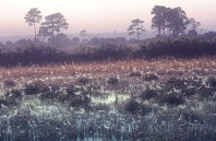 Spider Webs Covered With Dew in a Florida Marsh