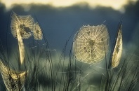 Golden Spider Webs Covered With Dew at Dawn