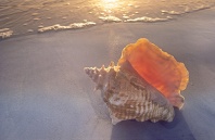 Conch Shell at Sunset, Florida