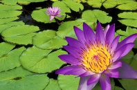Water Lily and Lily Pads