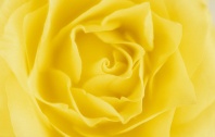 Close Up Detail of a Yellow Rose