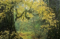 Fall Folliage, Hoh Rainforest, Washington