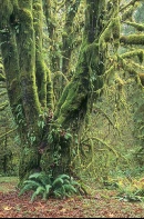 Moss Covered Trees, Hoh Rainforest, Washington