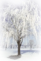Weeping Willow Tree Covered in Frost, Lafayette, Indiana