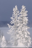 Rime Frost on Pines, West Thumb Geyser Basin, Yellowstone N. Park