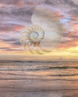 Natilus Shell in Sunset