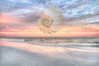 Florida Sunset and Nautilus Shell