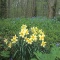 Daffodils in the Woods, Indiana