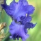Purple Iris